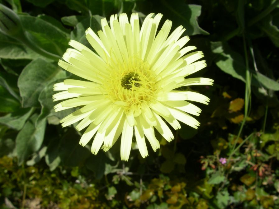 2011-04-14-002-Pale-yellow-daisy