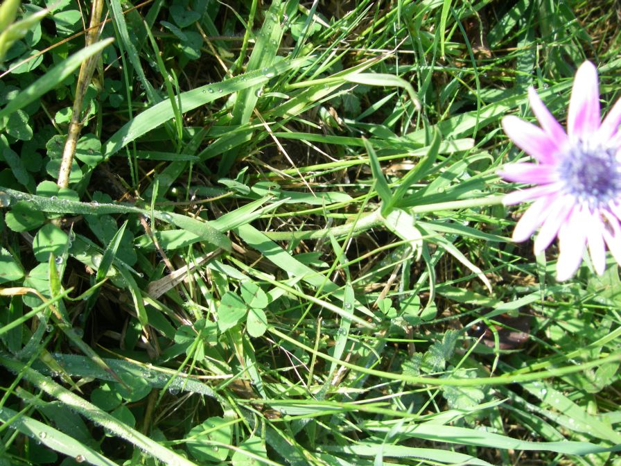 2011-04-16-009-Chicory