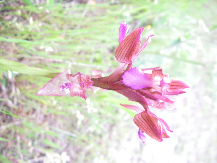 2011-04-16-026-Unknown-Orchid