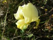 2011-04-10-017-A-New-Yellow-Wild-Iris