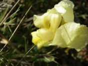 2011-04-10-018-A-New-Yellow-Wild-Iris