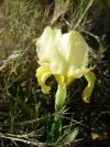 2011-04-10-020-A-New-Yellow-Wild-Iris