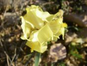 2011-04-10-021-A-New-Yellow-Wild-Iris