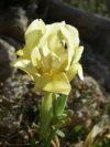 2011-04-10-022-A-New-Yellow-Wild-Iris