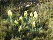 2011-04-10-023-A-New-Yellow-Wild-Iris