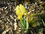 2011-04-10-024-A-New-Yellow-Wild-Iris