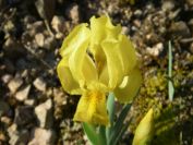 2011-04-10-025-A-New-Yellow-Wild-Iris