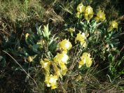 2011-04-10-027-New-Yellow-Wild-Iris
