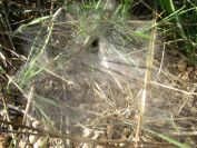 2011-04-10-028-Funnel-Web-Spider