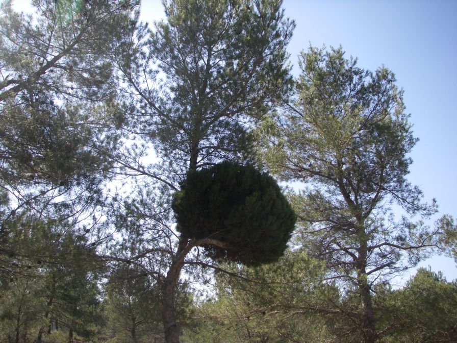 2011-04-10-041-Pine-Tree-Knobulism