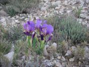 2011-04-11-003-Blue-Stumpy-Irises