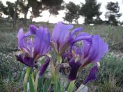 2011-04-11-004-Blue-Stumpy-Irises
