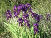 2011-04-11-011-Very-Dark-Tall-Irises