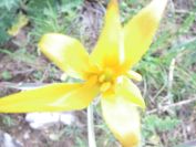 2011-04-12-018-Wild-Tulip