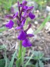 2011-04-12-020-Orchid