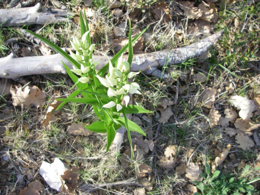 2011-04-12-022-Wood-Lillies