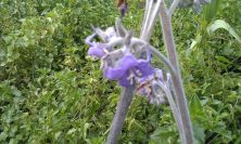 2011-04-24-030-New-Unknown-Plant