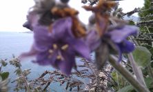 2011-04-24-032-New-Unknown-Plant