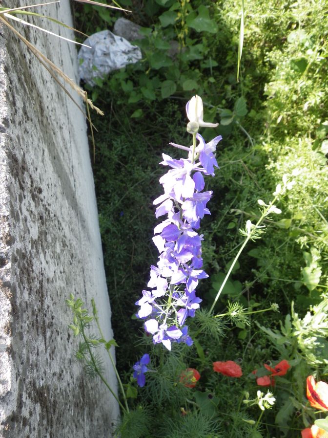 2012-06-05-019-Unknown-Blue-Flower