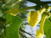 2012-06-05-026-Unknown-Yellow-Climber