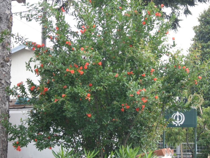 2012-06-09-001-Pomagranate-Blossom