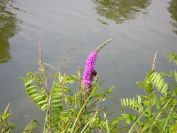 2012-06-06-014-Canal-Side-Plant