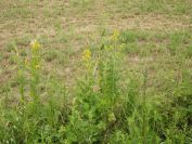 2012-06-07-003-Yellow-Flower-in-Ditch