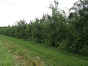 2012-06-07-016-Pear-Orchard