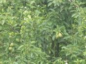 2012-06-07-017-Pear-Orchard