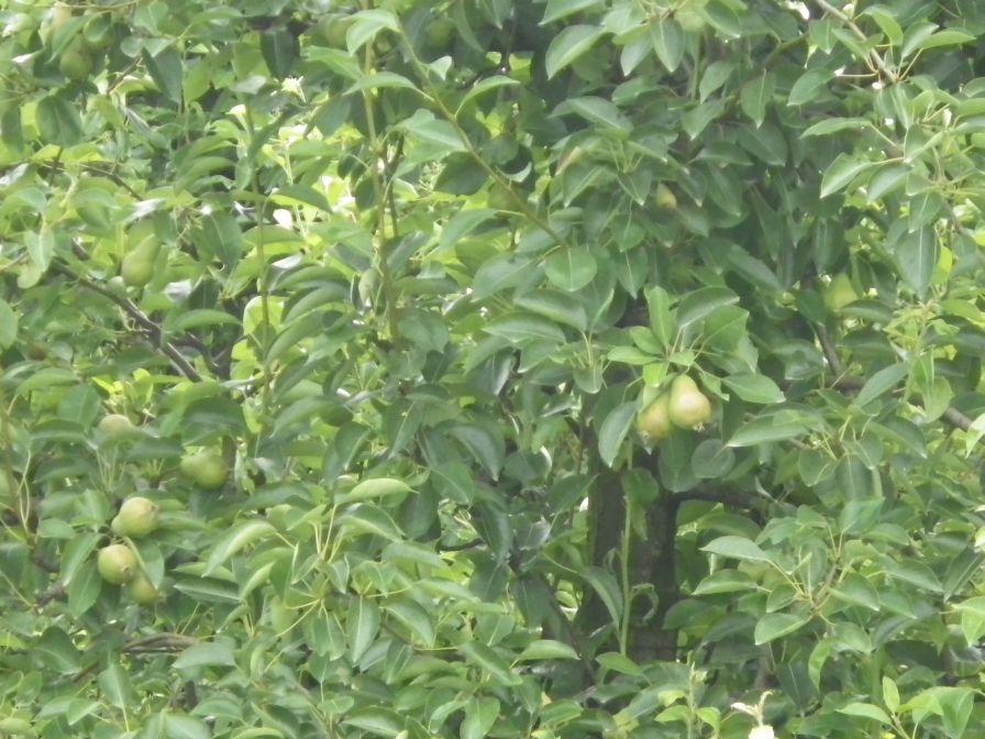 2012-06-07-017-Pear-Orchard