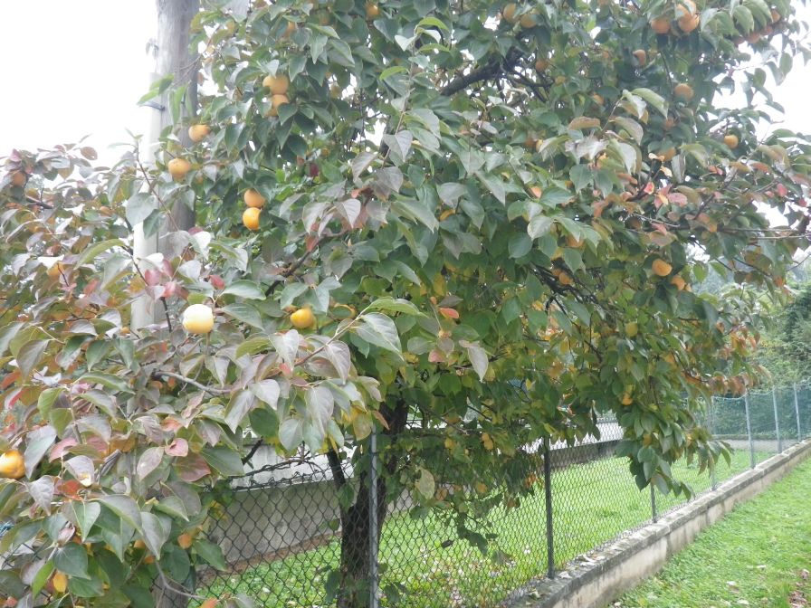 2013-11-02-003-Quince-Tree