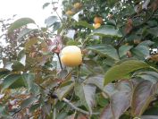 2013-11-02-004-Quince-Tree