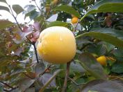 2013-11-02-005-Quince-Tree