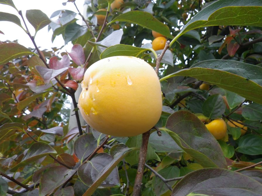 2013-11-02-005-Quince-Tree