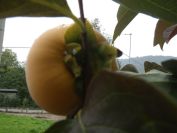 2013-11-02-006-Quince-Tree